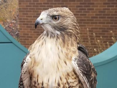Scout, a red-tailed hawk