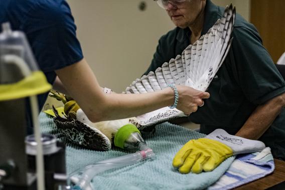 A red-tailed hawk under anesthesia being examined