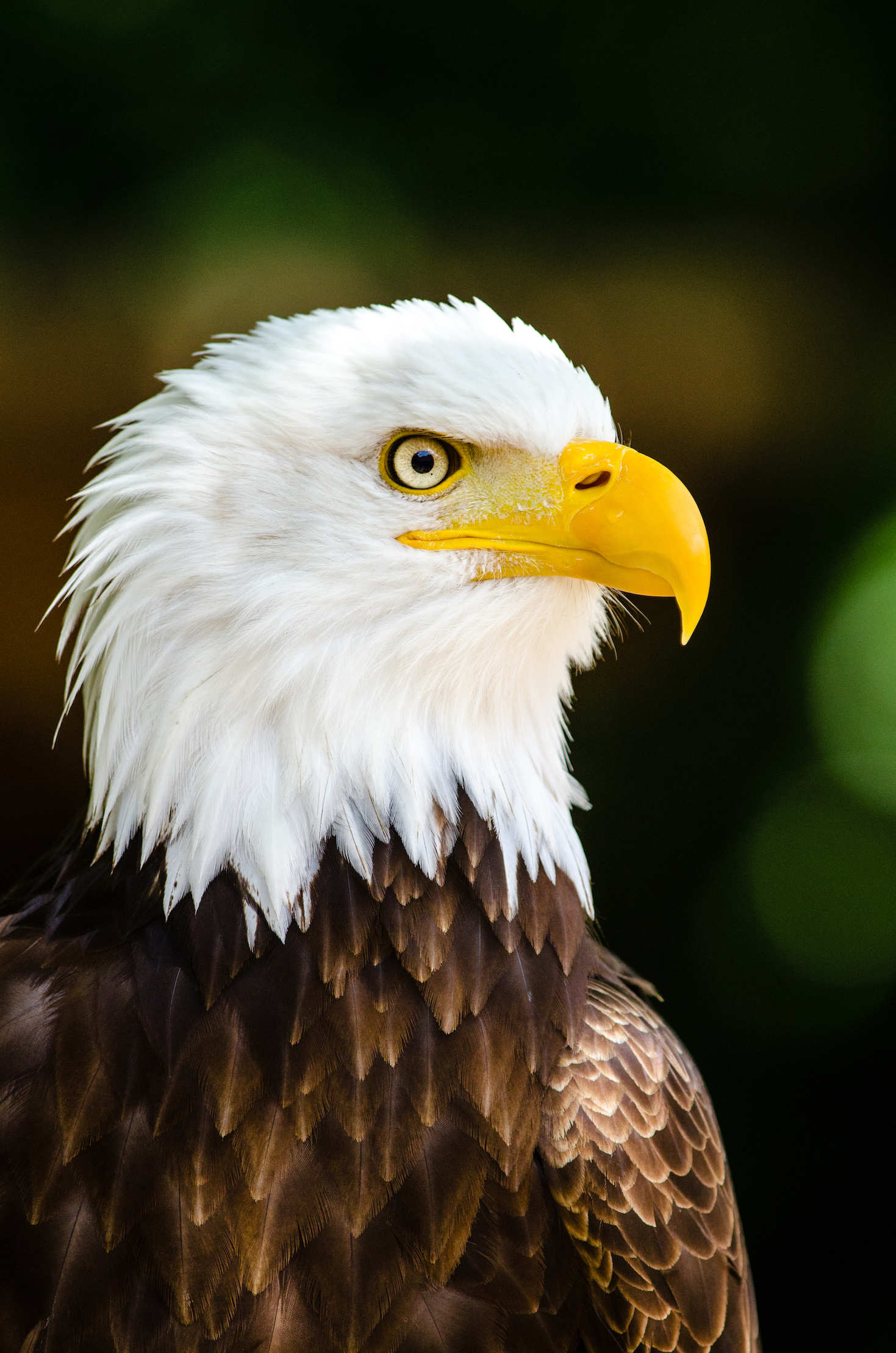 Bald eagle | The Raptor Center