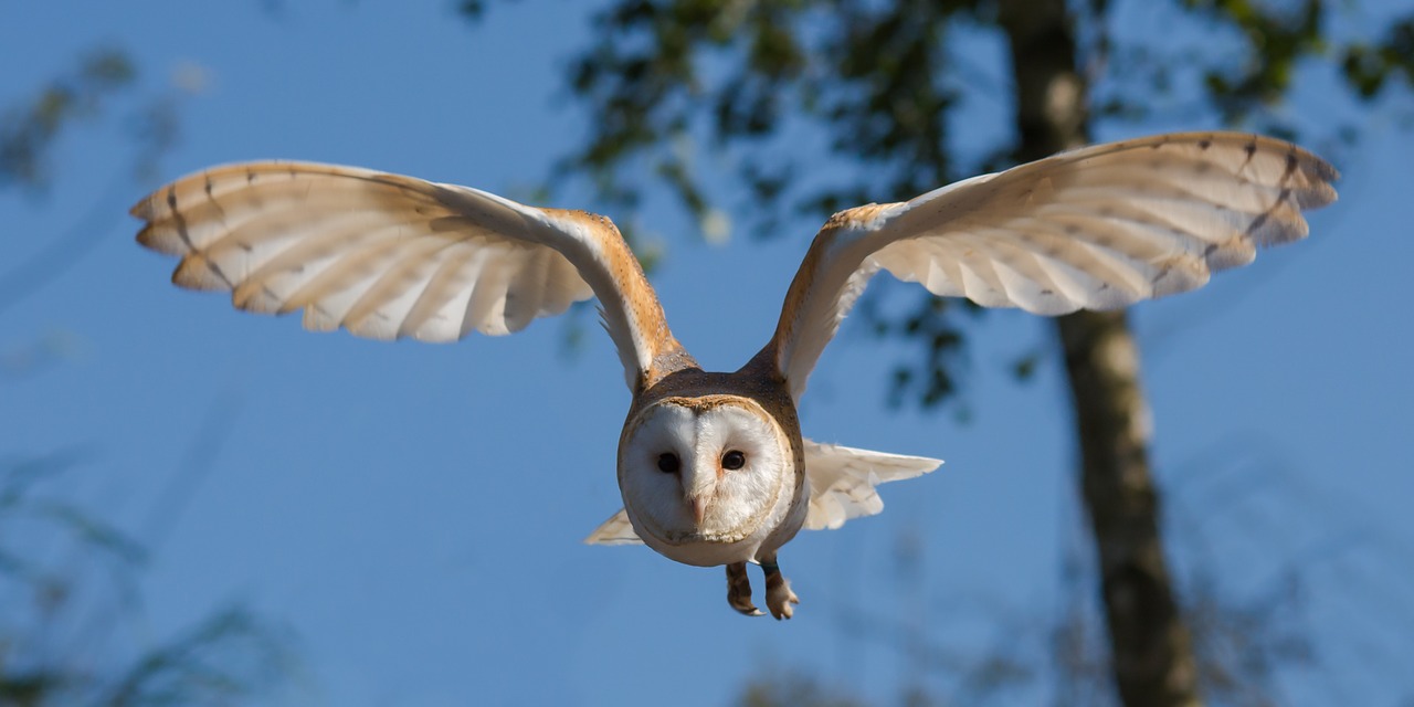 A barn owl flying through the sky