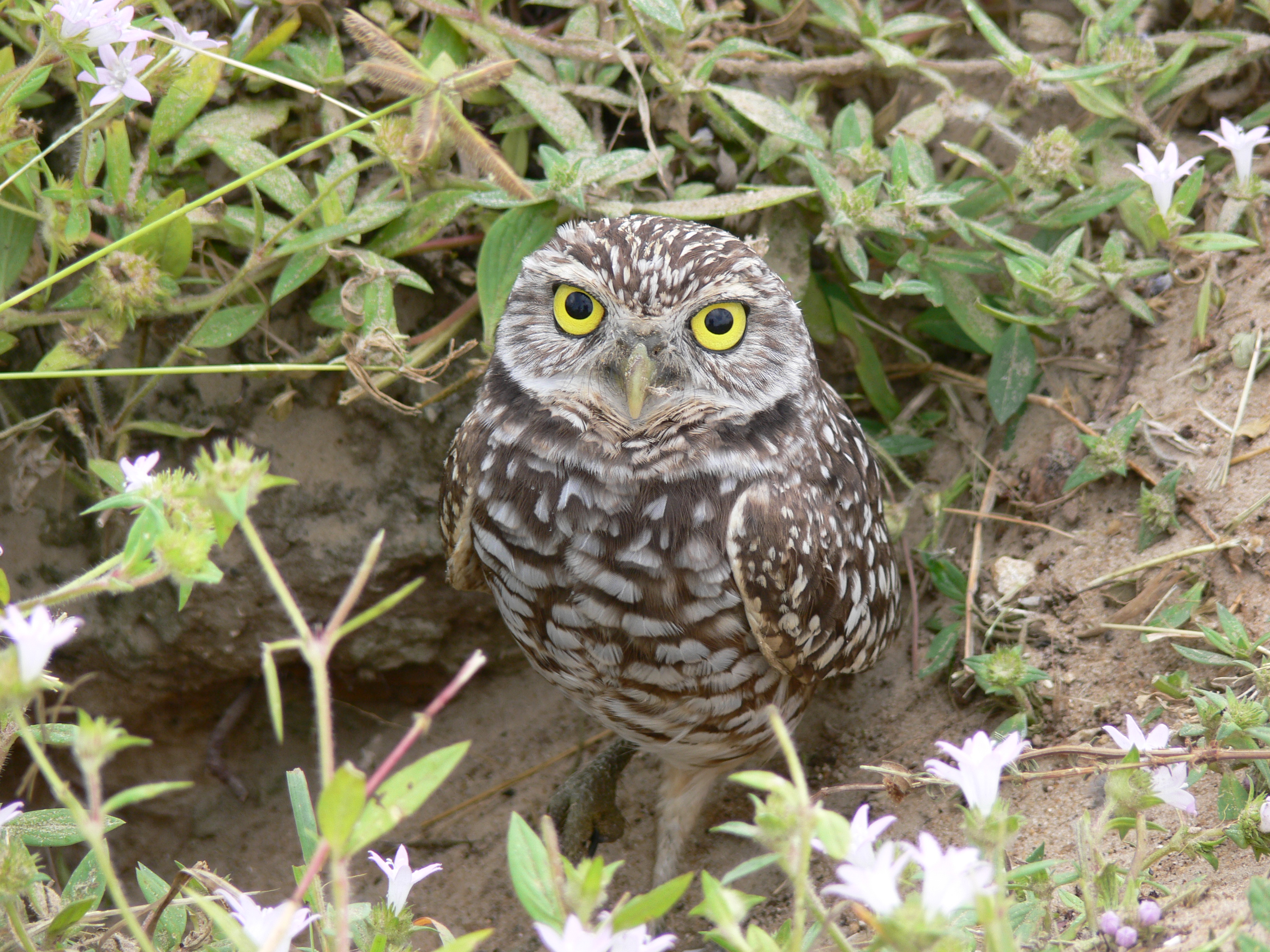 A Burrowing Owl