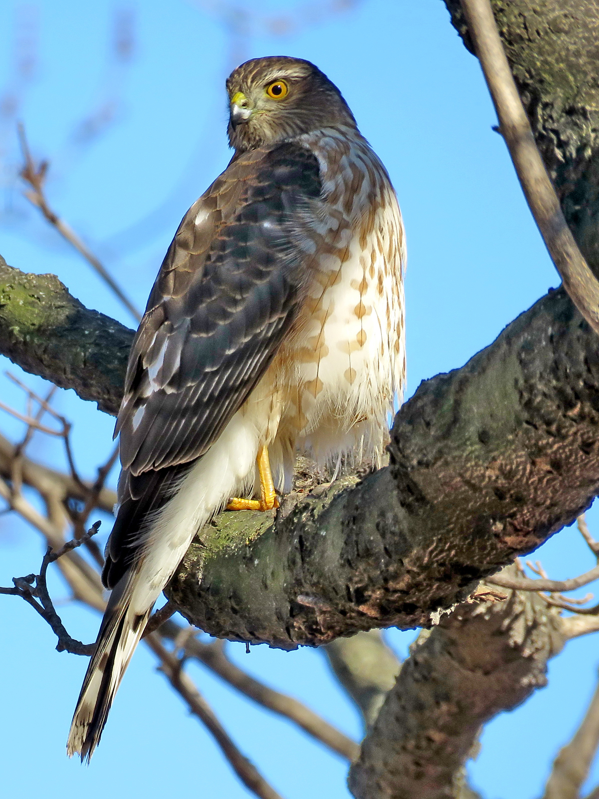 A Coopers Hawk