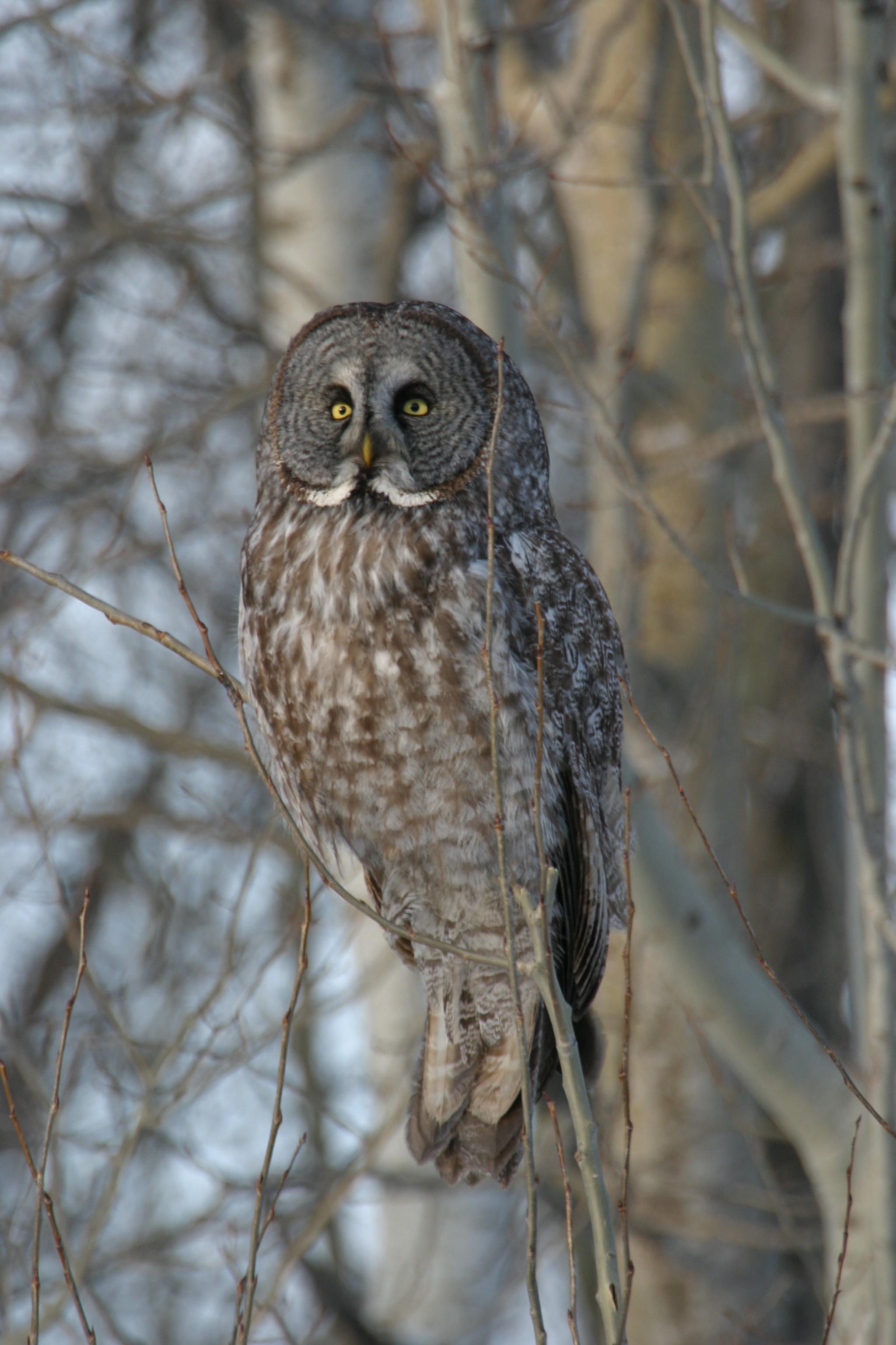 A Great Gray Owl
