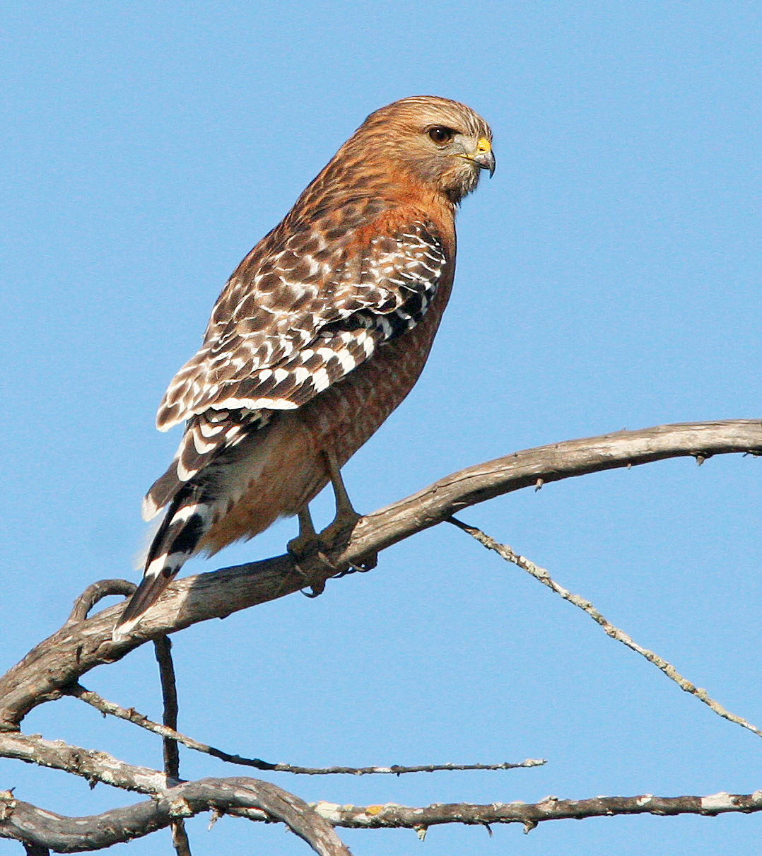A Red-Shouldered Hawk perched on a branch