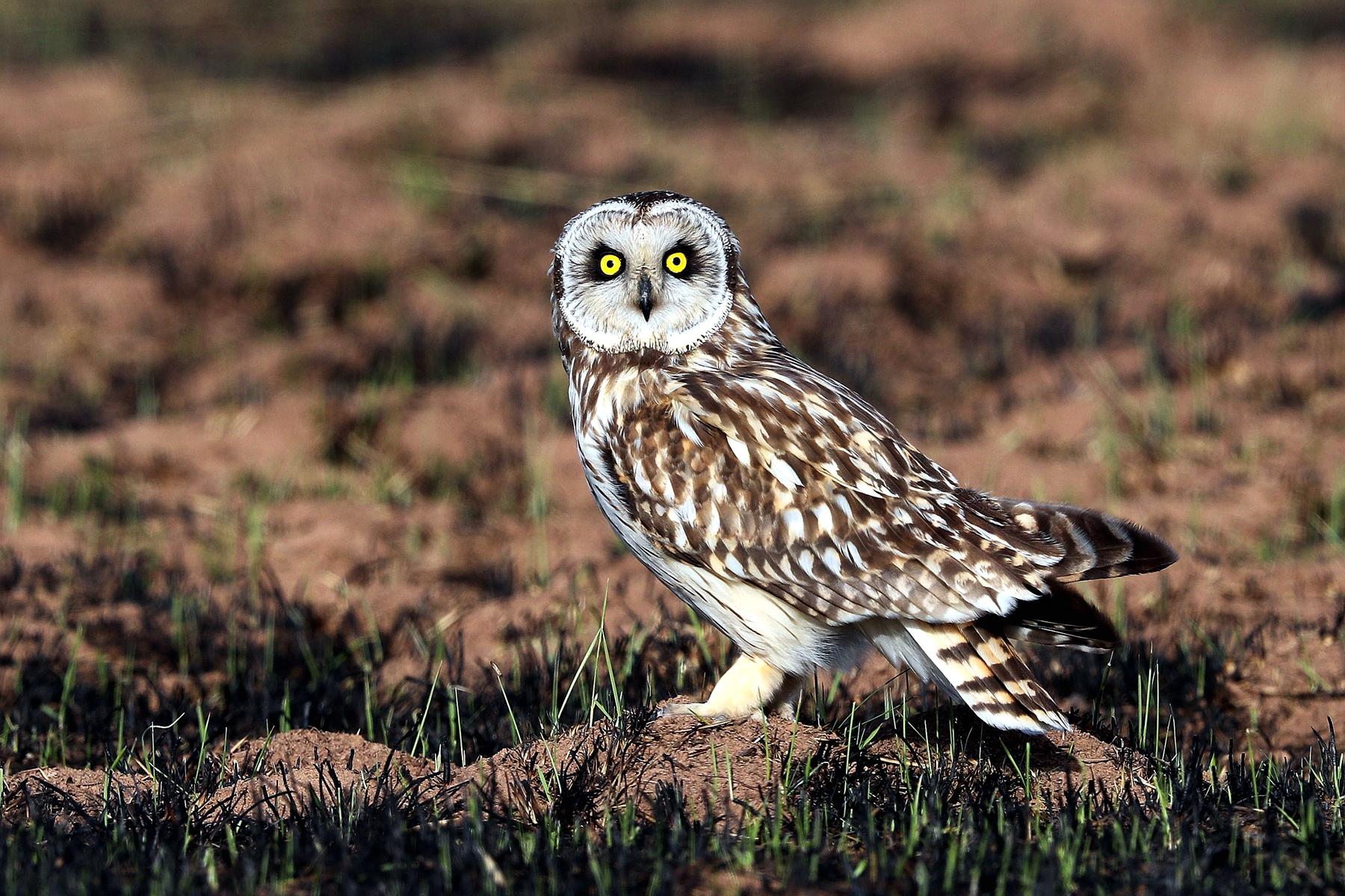 A Short-Eared Owl