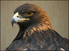 A Golden Eagle