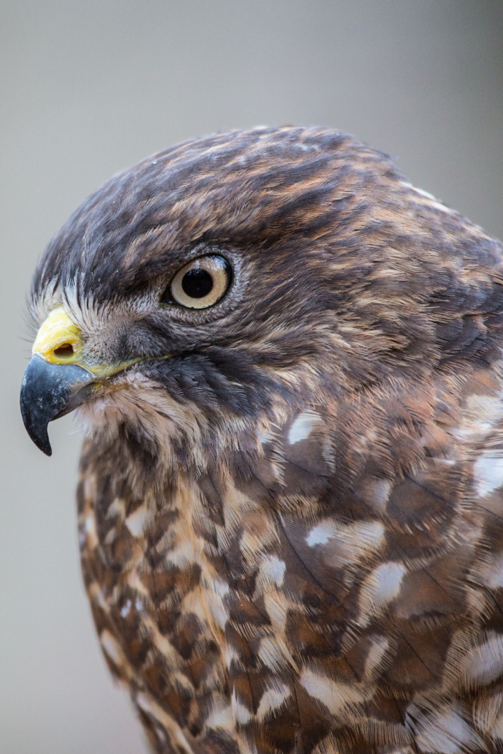 A Broad-winged Hawk
