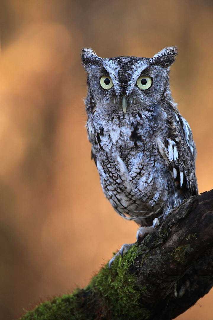 An Eastern Screech-owl
