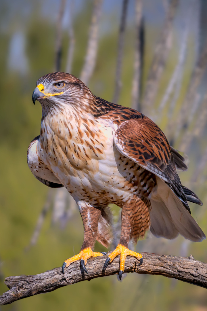 A Ferruginous Hawk