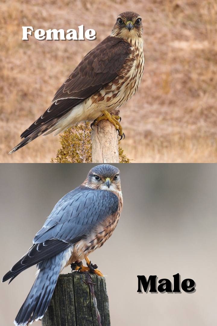 A Female and Male Merlin