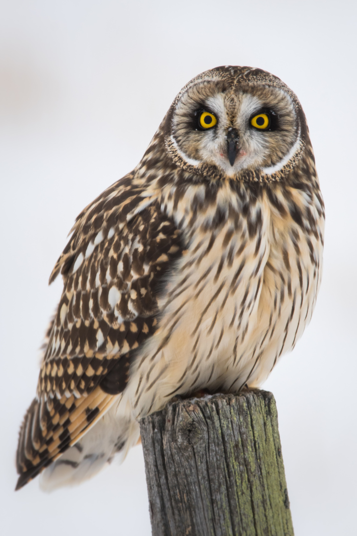 A Short-Eared Owl