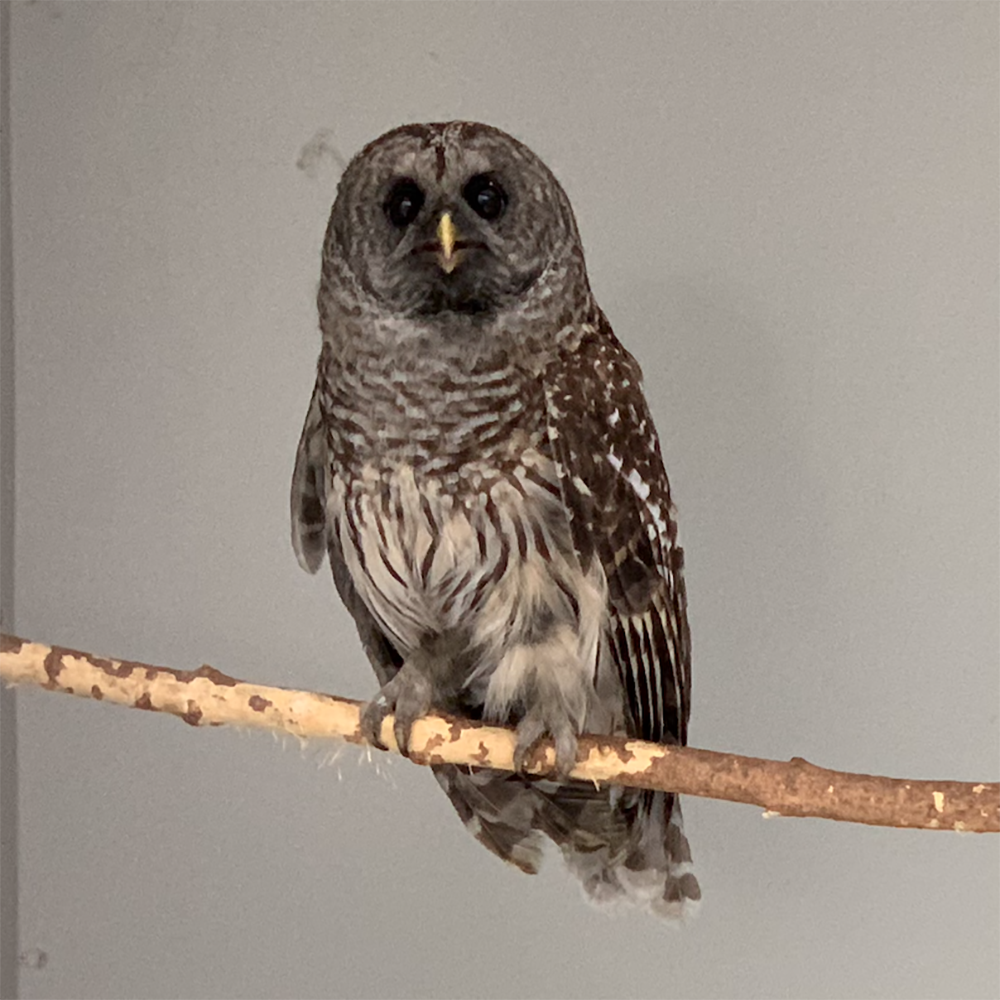 A rescued Barred Owl