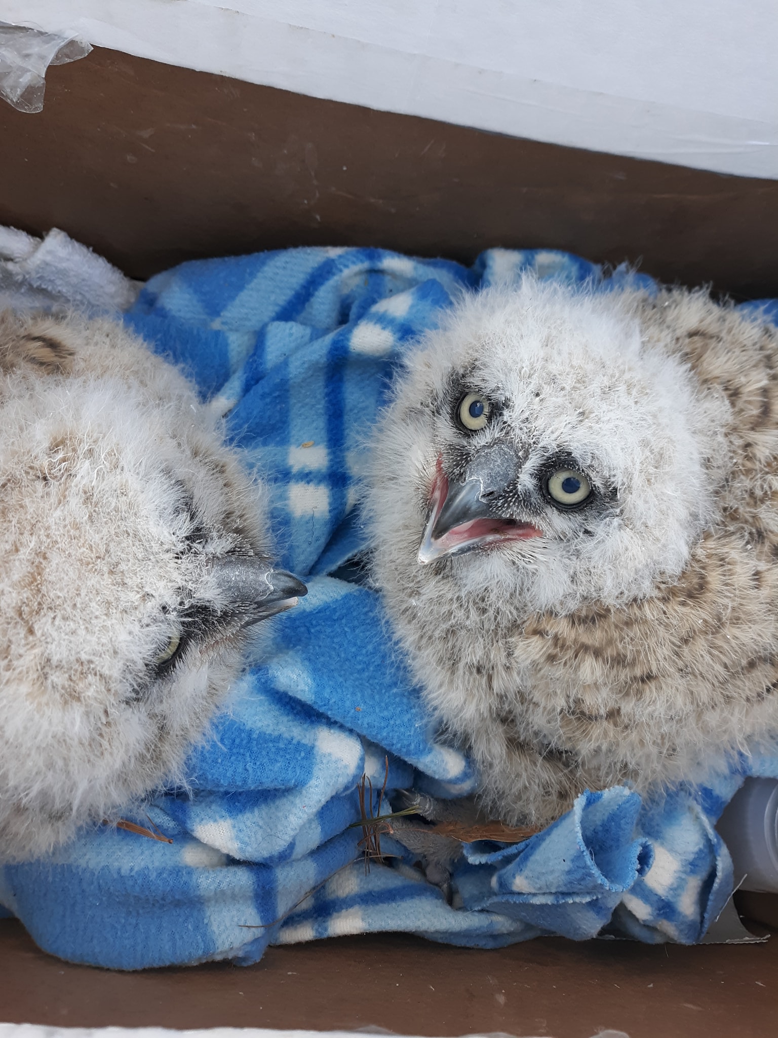 Two baby great horned owls