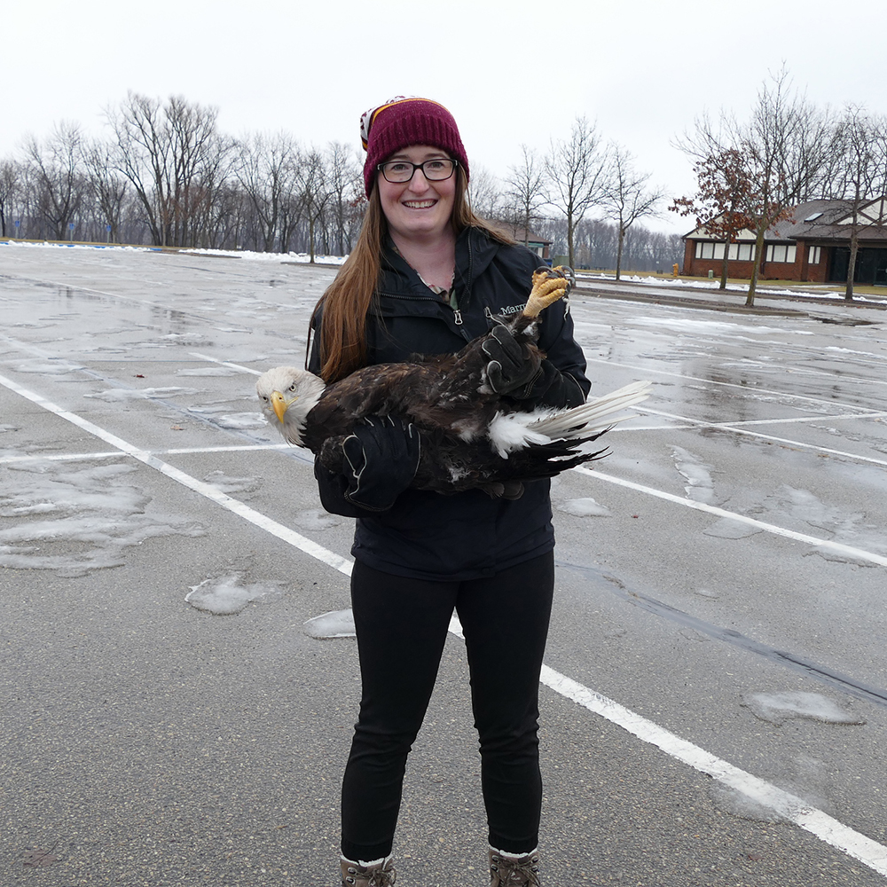 Kelly Auxier, digital communications specialist on the Advancement team at the College of Veterinary Medicine, prepares to release a juvenile bald eagle in Red Wing, Minnesota
