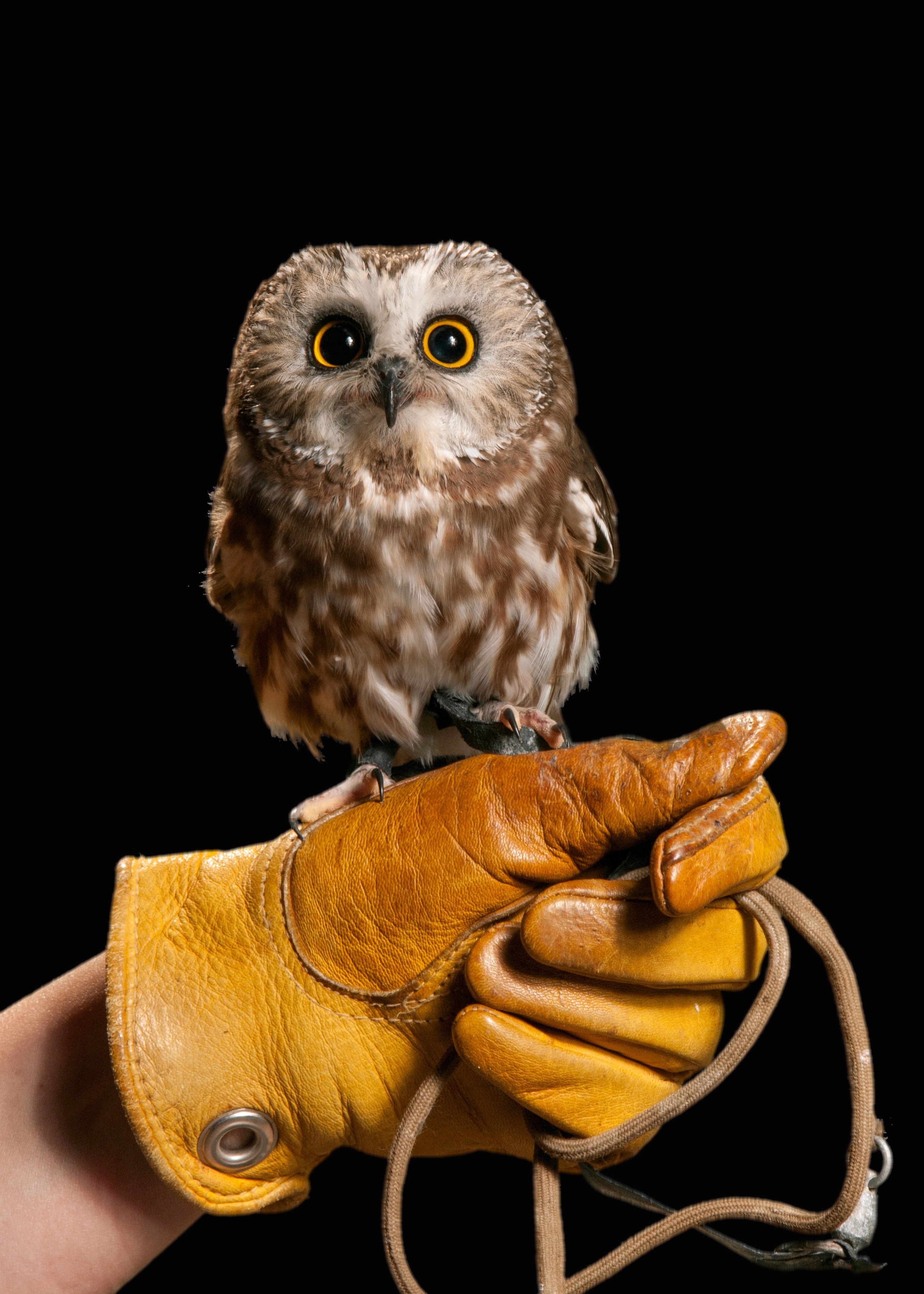 Spruce - the northern saw-whet owl