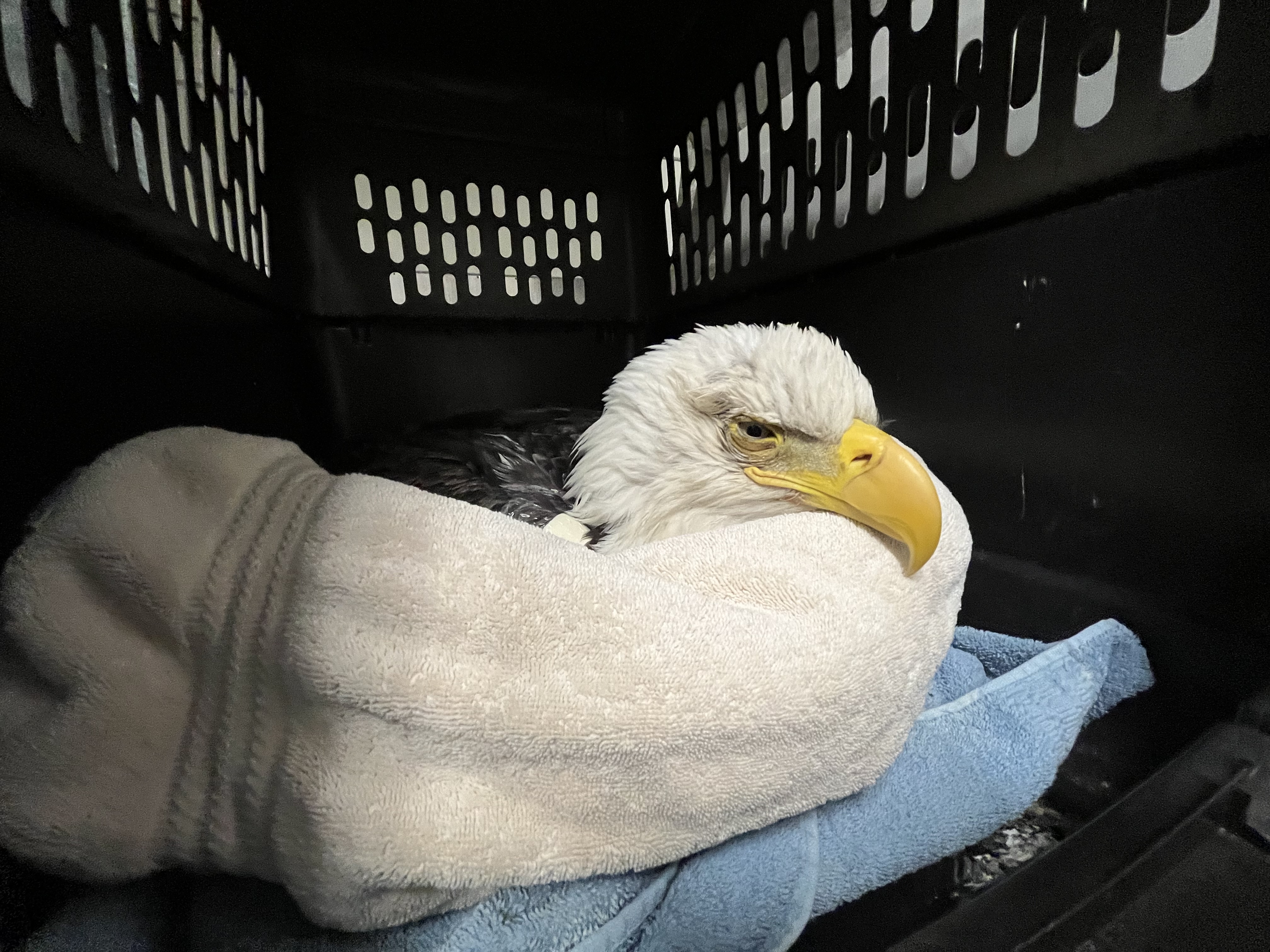 a bald eagle with barbituate poisoning