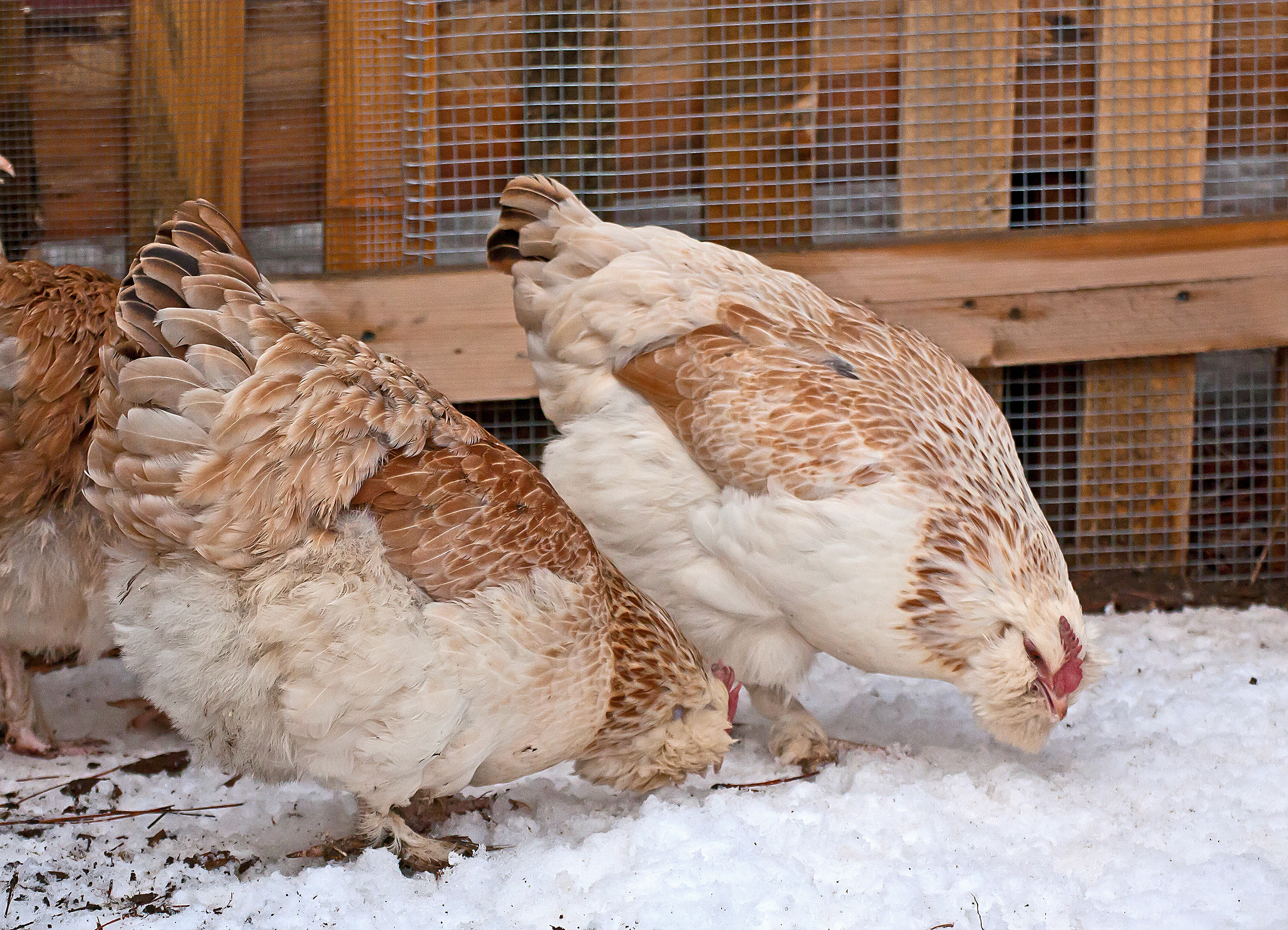 Two chickens eating seeds in the snow