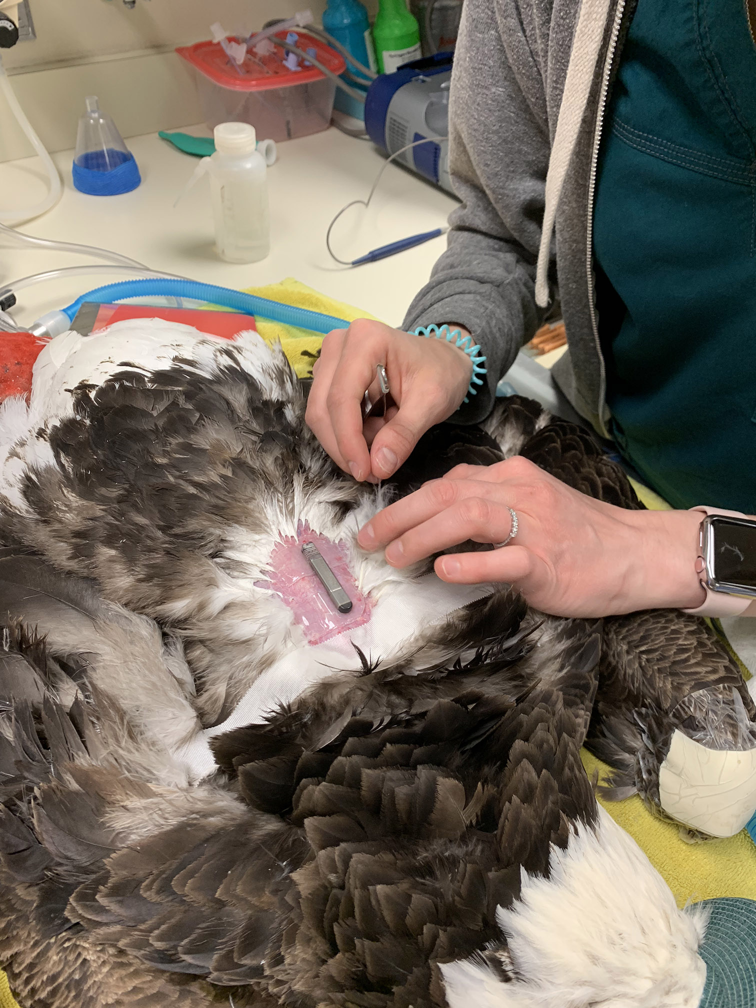 A bald eagle being equipped with an implanted cardiac monitor