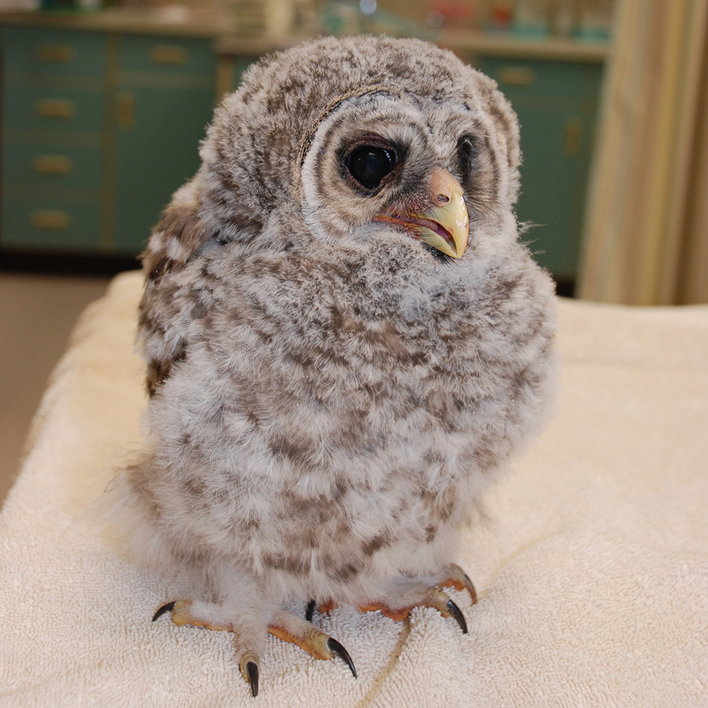A baby owl