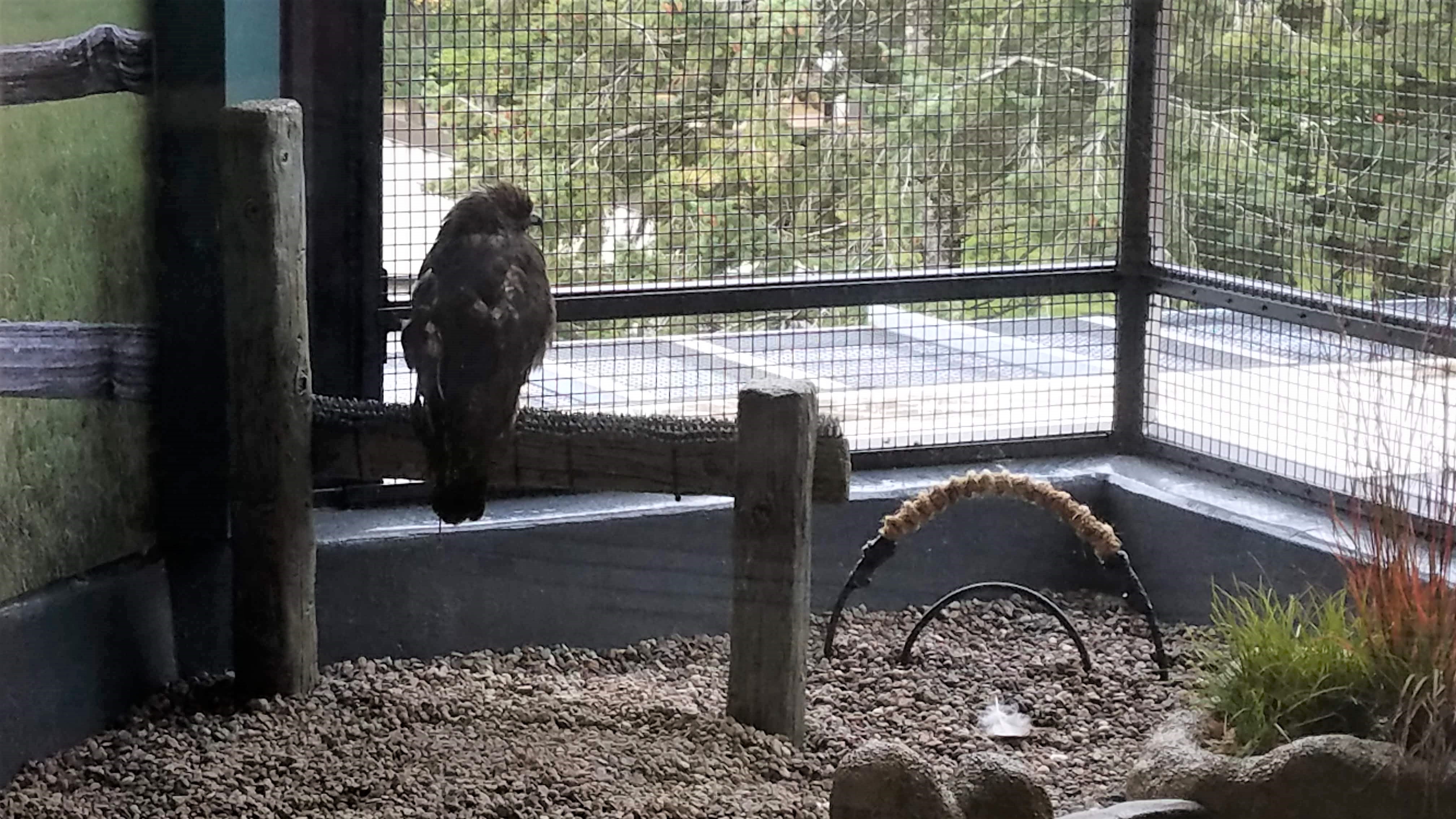 Red-tailed hawk in an enclosure