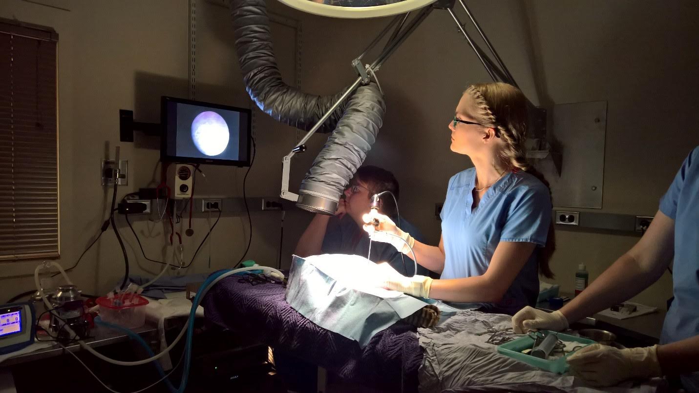 P4W Research Assistant Dr. Annette Ahlmann demonstrates a scope on a patient.