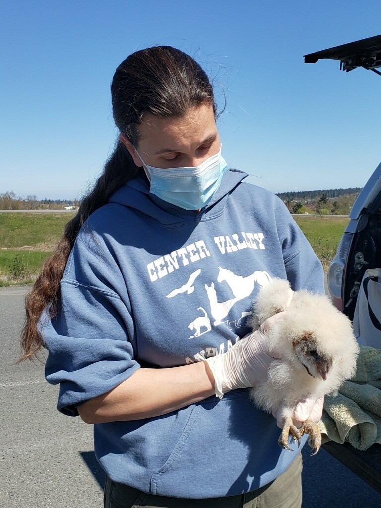 P4W fellow Sara Penhallegon, Director of Center Valley Animal Rescue in Quilcene, Wash., holding a young barn owl