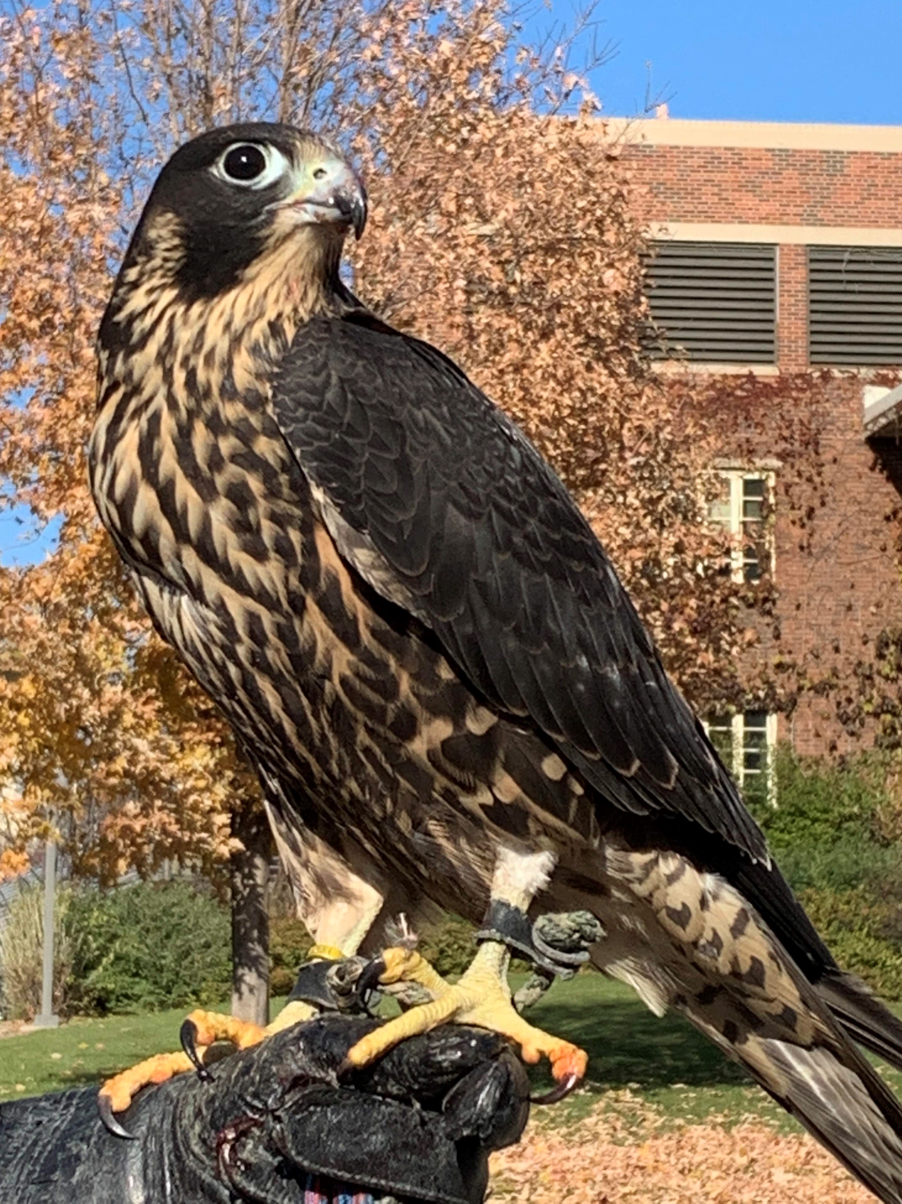 Palisade, a peregrine falcon
