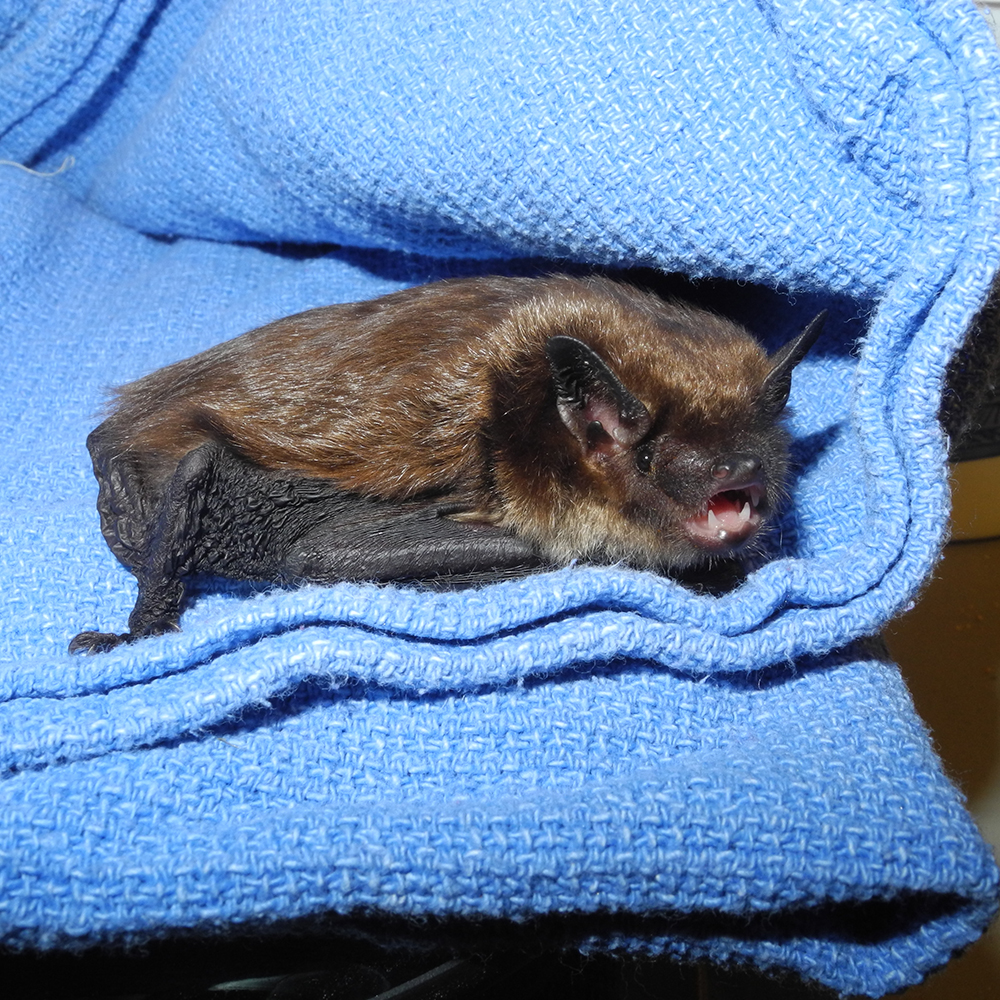 A bat nestled in a blanket at the clinic