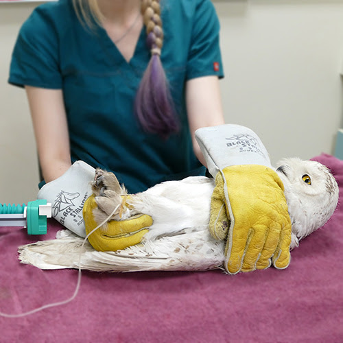 A snowy owl being cared for at the clinic