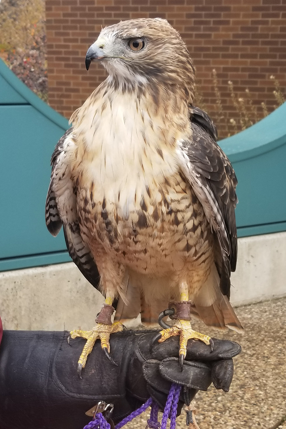Scout, a red-tailed hawk