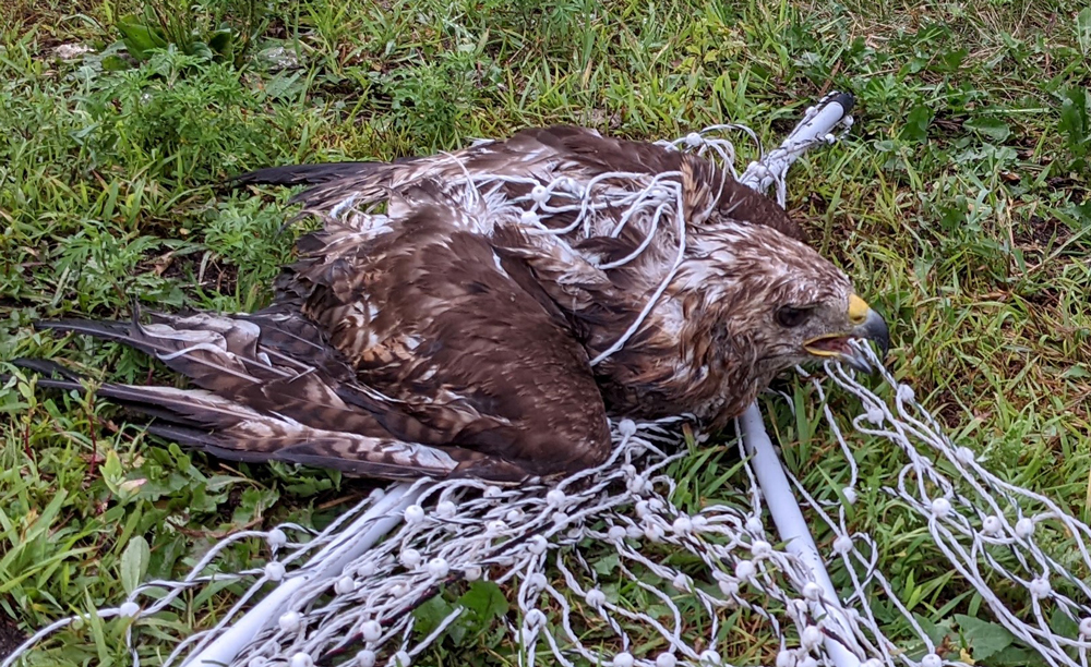 TRC's 30,000th avian patient: an adult red-tailed hawk tangled in poultry netting. Photo submitted by the finder
