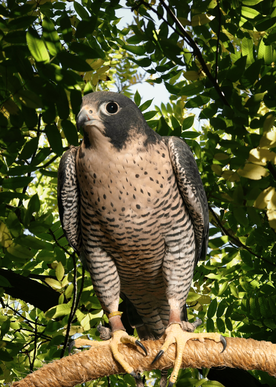 A Peregrine Falcon, one of the fasted animals on earth