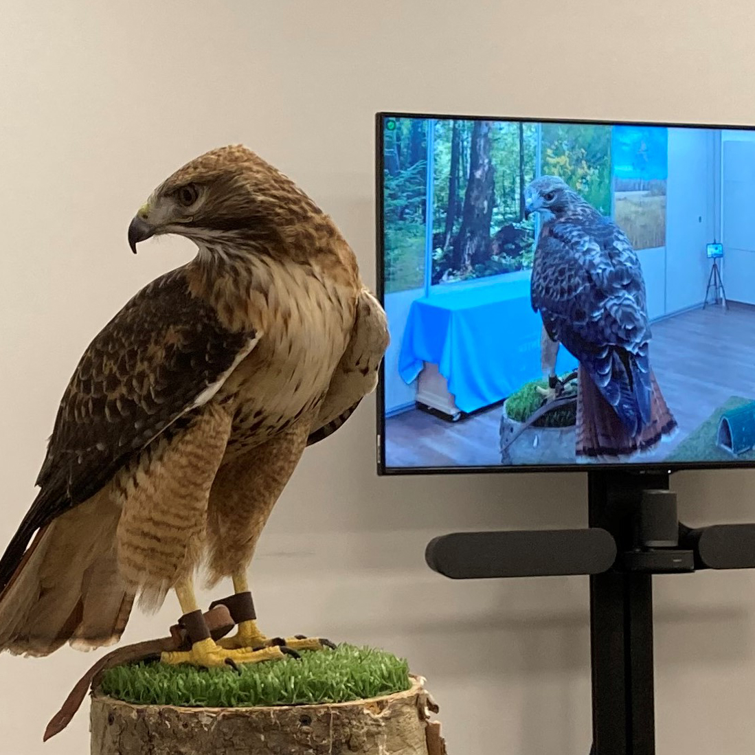 Scout the red-tailed hawk in our virtual program room. This room is outfitted with multiple cameras and built-in microphones to capture every sight and sound. | Photo by Joanna Eckles