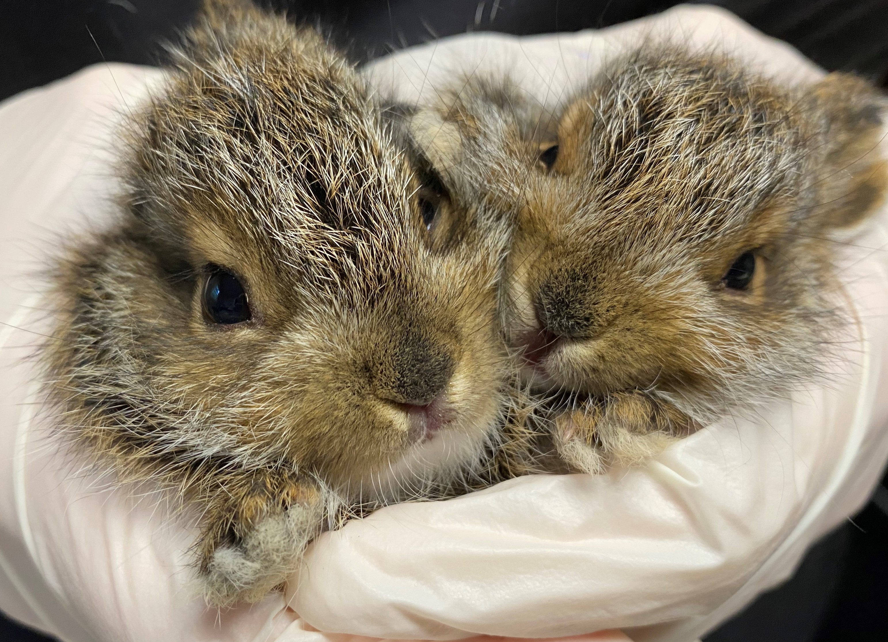 two hares in gloved hands