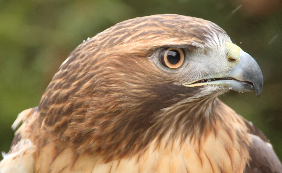 Close up photo of Alua the red tailed hawk