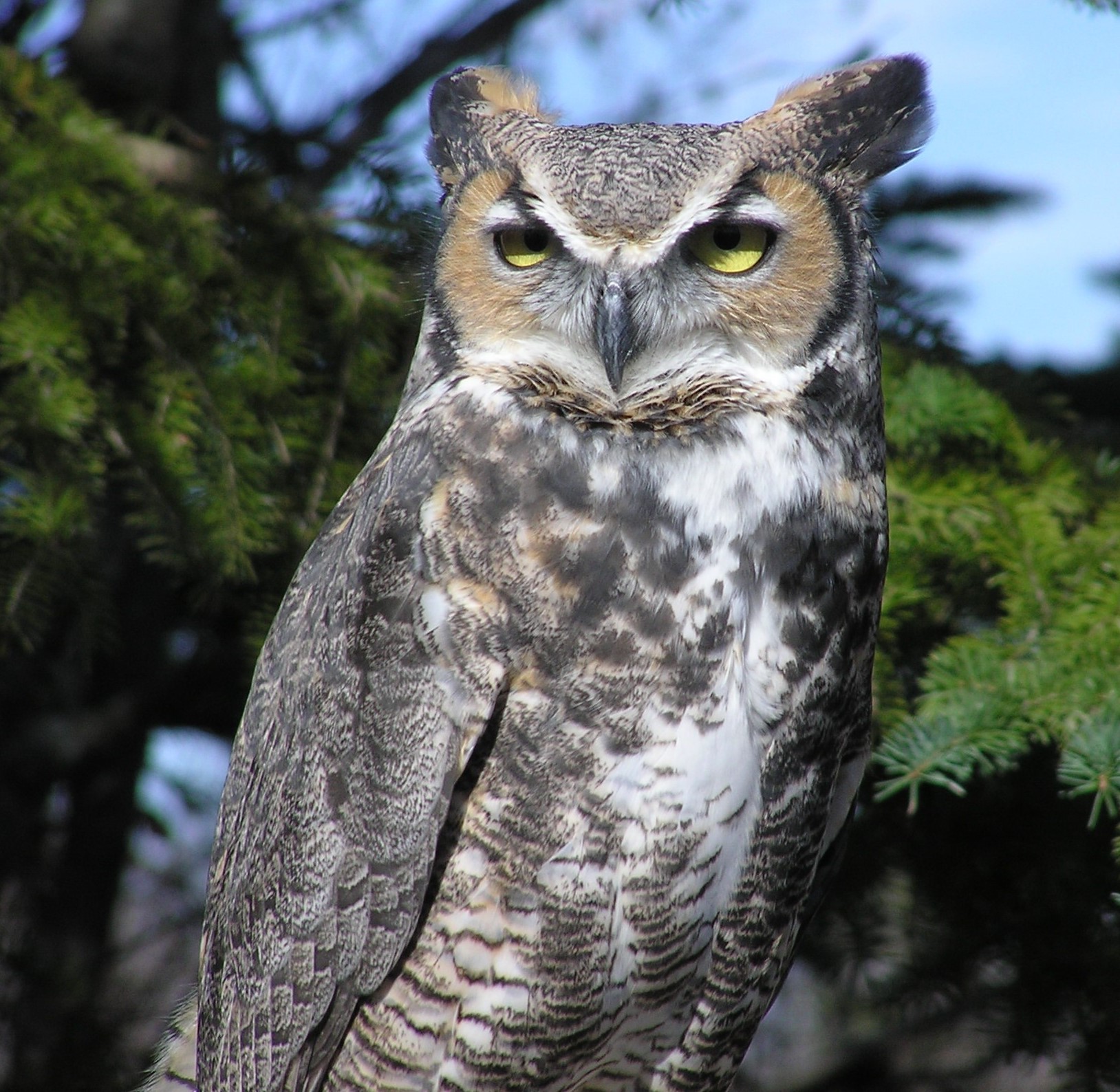 Bubo, the great horned owl
