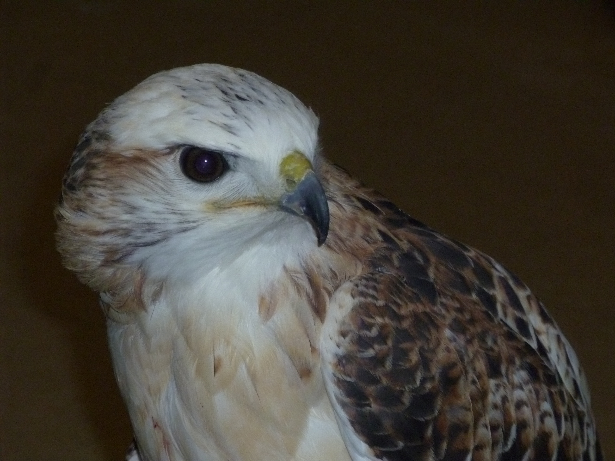 Casper, a red-tailed hawk