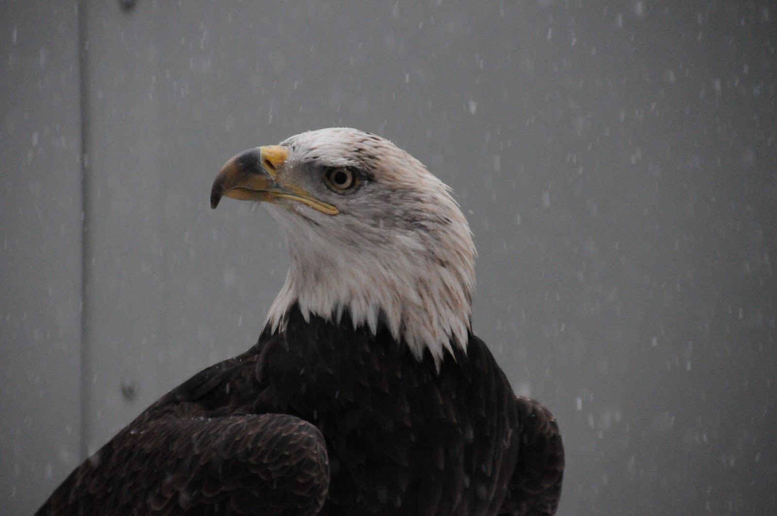 Freedom the bald eagle