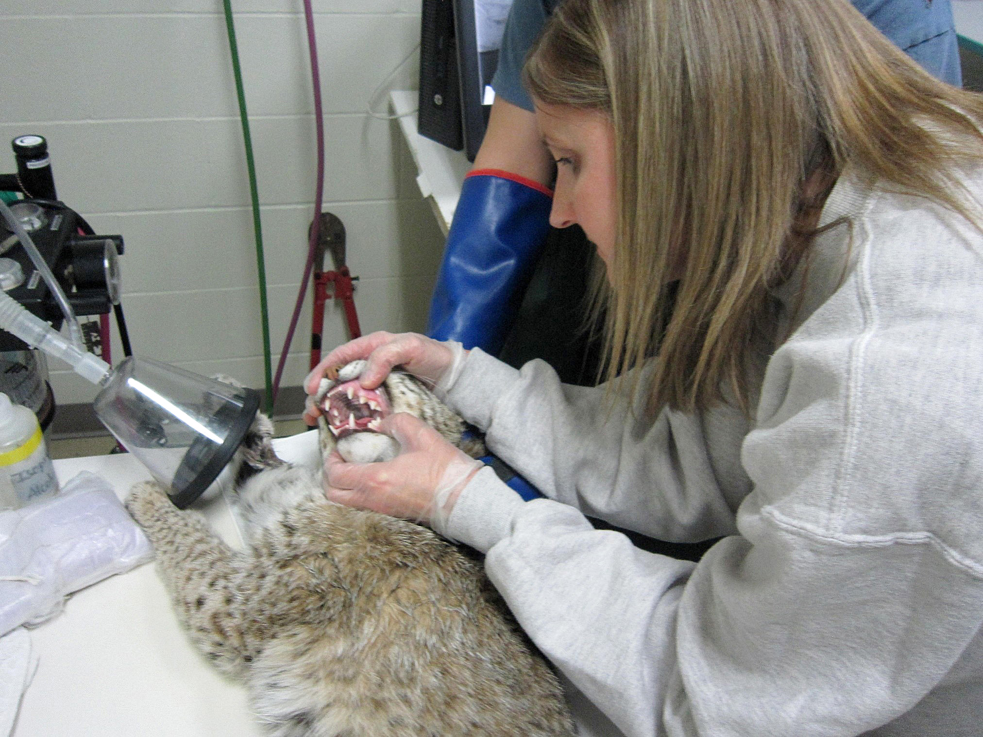 Dr. Leslie Reed provides dental care to an animal.