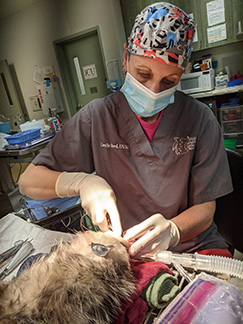 Dr. Leslie Reed provides dental care for an animal in rehabiliation.
