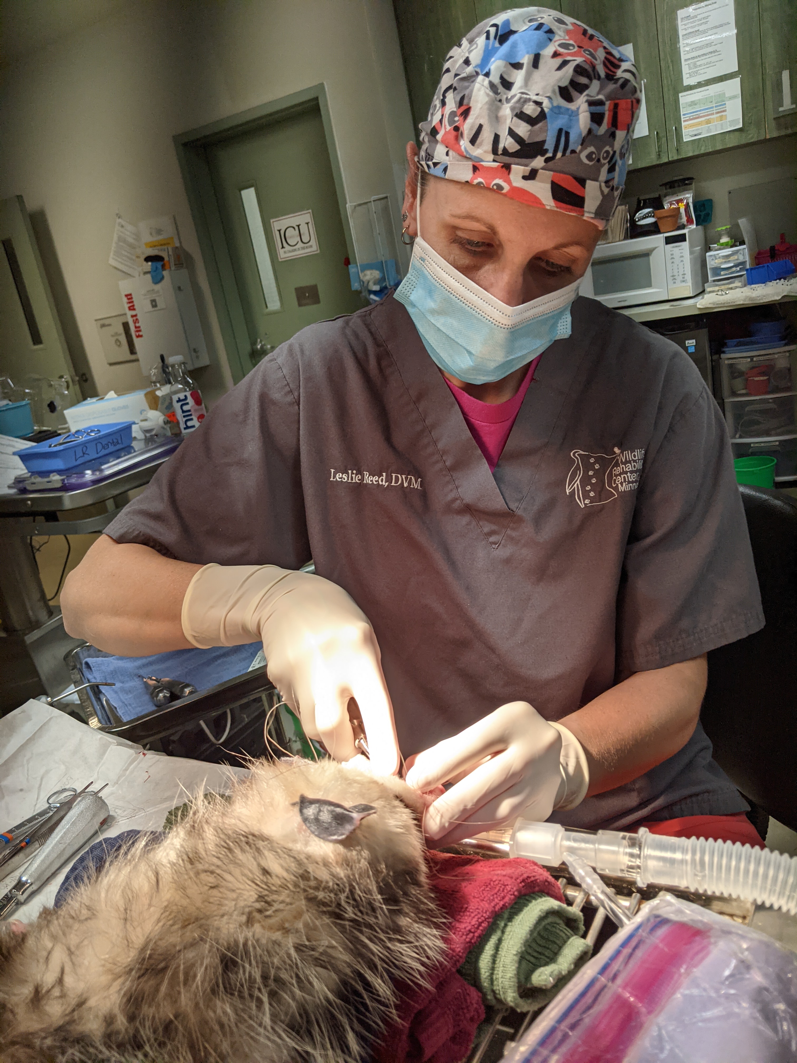 Dr. Leslie Reed provides dental care to an animal at the Wildlife Rehabilitation Center of Minnesota.