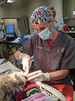 Dr. Leslie Reed provides dental care to an animal as part of a rehabilitation proces.