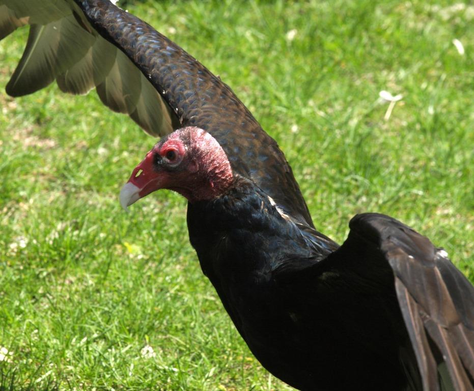 Nero, a turkey vulture