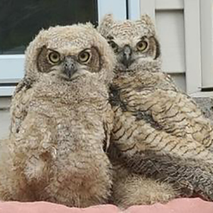 two young owls
