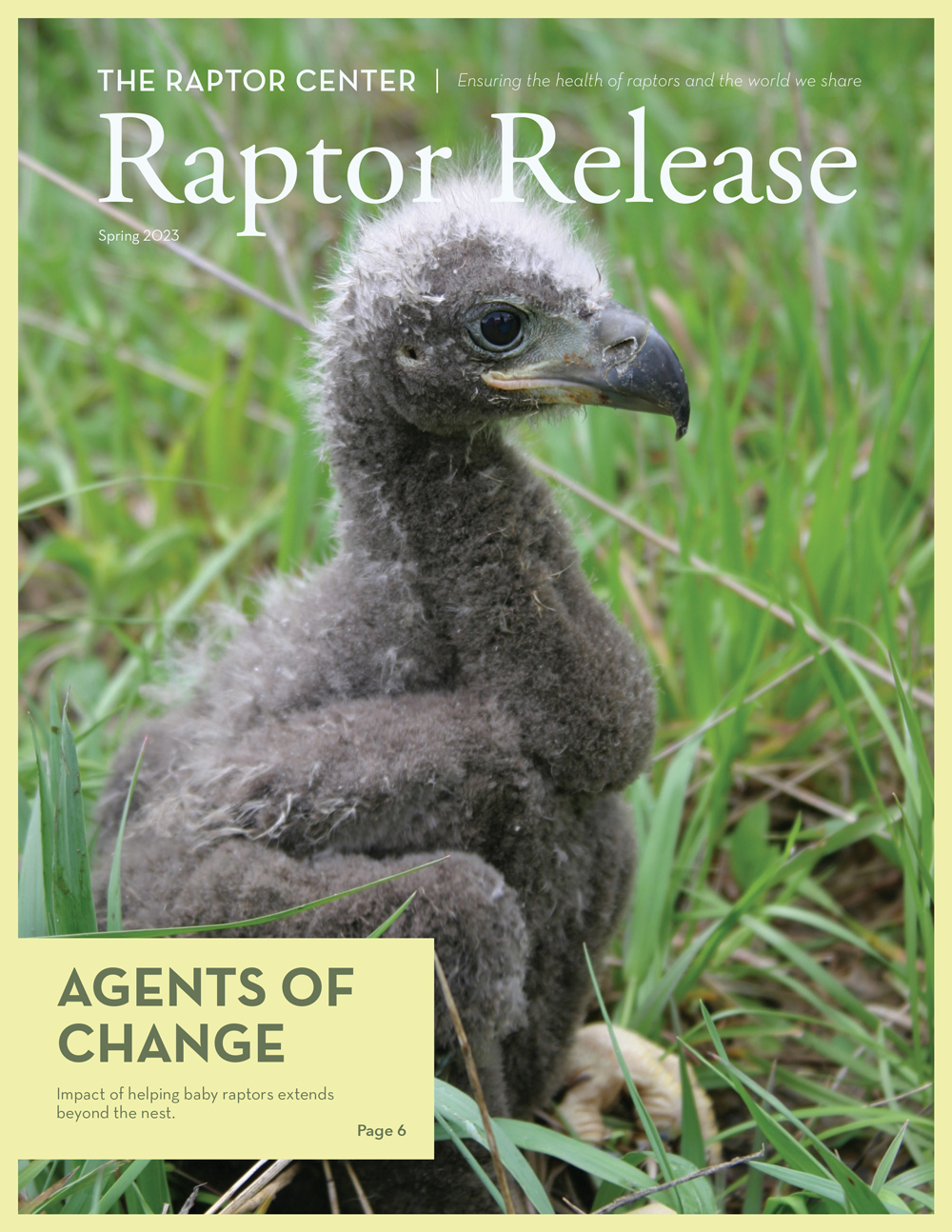 Raptor release Spring 2023 cover