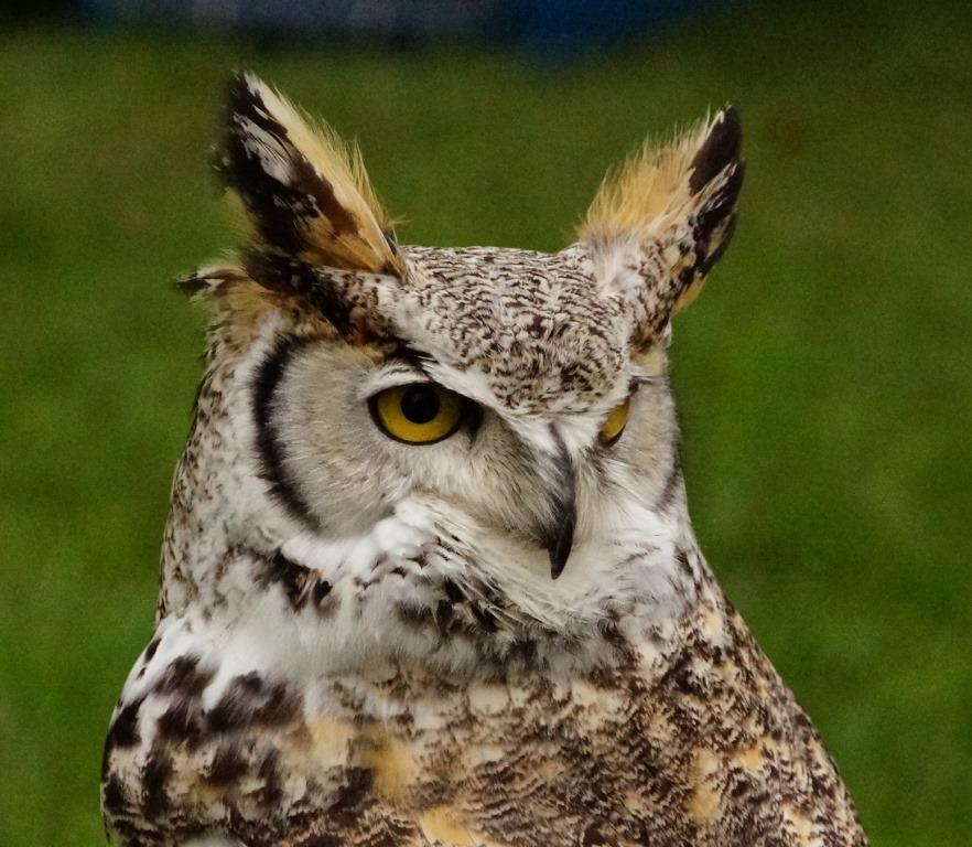 Samantha, a great horned owl