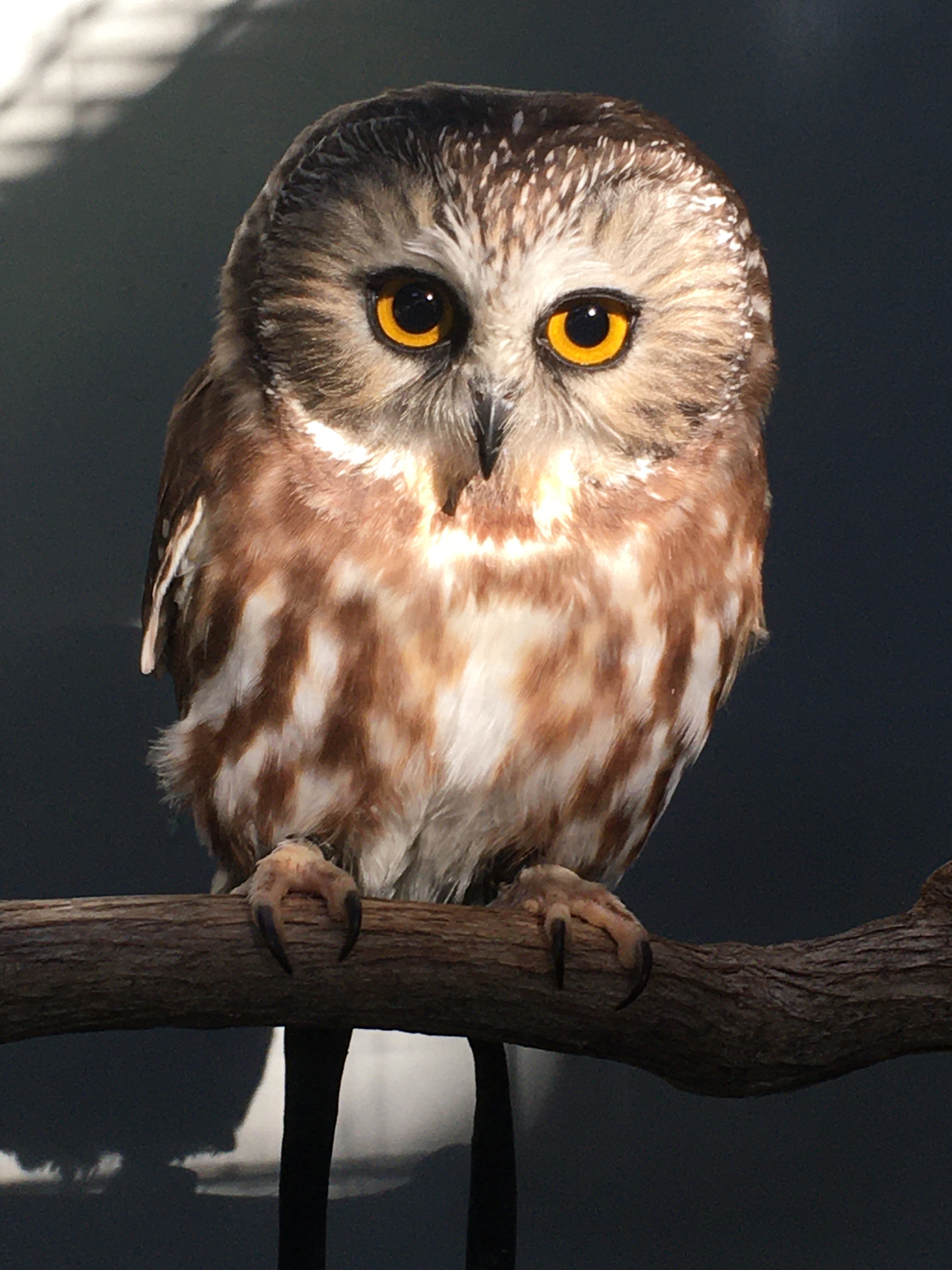 Spruce, a northern saw-whet owl
