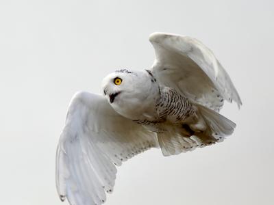 Snowy owl in flight after release