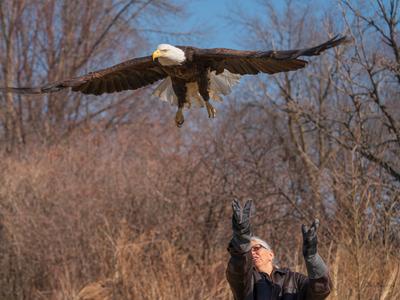 Terry H releases an adult bald eagle