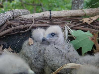 Baby raptors in a nest